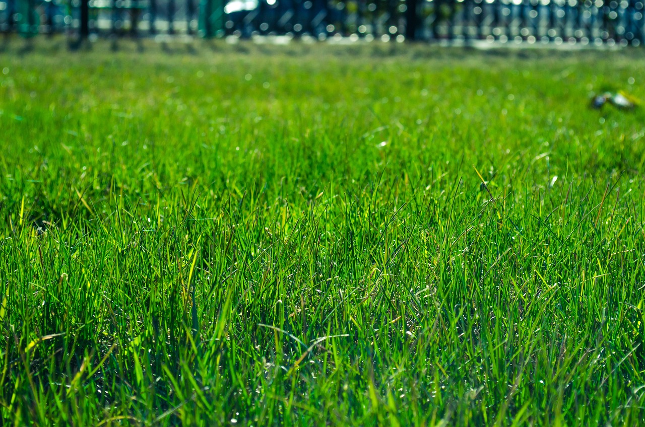 How to Create Your Own Backyard Orchard